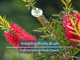 100 Weeping Bottle Brush Seeds (Callistemon viminalis) | Fast Growing Re... - $11.63 CAD