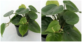 Philodendron Cordatum Heart Leaf 2 Live Plants Indoor Houseplant - C2  - £46.85 GBP