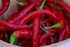 30+ Seeds Long 8 Inch Red Thin Hot Pepper Chili Erjintiao Chinese Hot pepper USA - £9.47 GBP