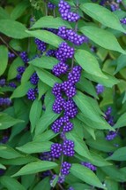 Fresh Callicarpa dichotoma Purple Beautyberry Early Amethyst 20 Seeds US Seller - $25.90