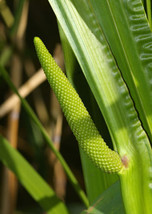 35 Seeds Sweet Flag Fragrant Ornamental Reed Grass New Fast Shipping - $93.10 MXN