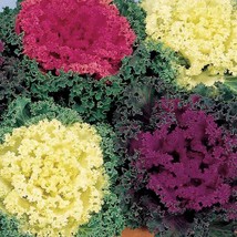 USA SELLER Bin2R11D2 Flowering Kale 1000 Seeds Ornamental Kale Nagoya Mix - $46.20