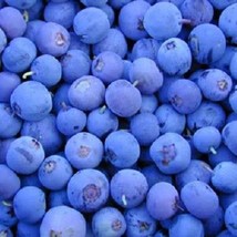 Fresh New 50 Blueberry Northern Highbush Mix Prestratified Fruit Bush Vaccinium  - £11.14 GBP