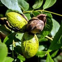 Northern Sweet Pecan Tree 5 Seeds - £13.87 GBP