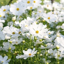 PWO 200+ Purity Cosmos Seeds For Garden Planting - Usa - ! - £4.94 GBP