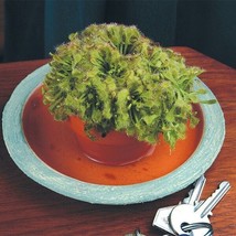 PPA 15+ Seeds Spoon Leaf Sundew  House Plant-  Garden- Flowers - £5.13 GBP