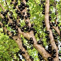 Jaboticaba (Plinia cauliflora) Tropical Living Fruit Tree 12”-18” - £93.97 GBP