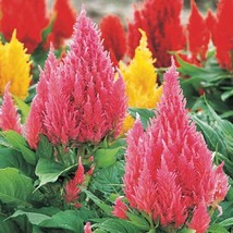 Celosia Seeds 50 Seeds Celosia Castle Pink Cocks Comb Seeds Cut Flower Garden US - £6.31 GBP