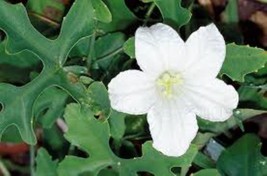 Ivy Gourd Powder Natural Herbal Skin Cooling Anti-Acne Hair &amp; Nail Care ... - $14.85