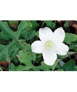 Ivy Gourd Powder Natural Herbal Skin Cooling Anti-Acne Hair &amp; Nail Care ... - €12,71 EUR