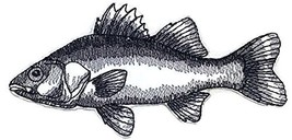 Nature&#39;s Bounty Beautiful Custom Fish Sketch[White Perch Fish ] Embroidered Iron - £7.69 GBP