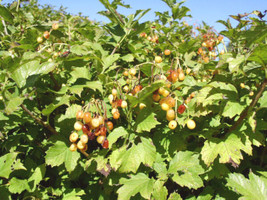SuGard 20 Of European Cranberrybush Seeds Viburnum Opulus Xantholarpum - £9.57 GBP
