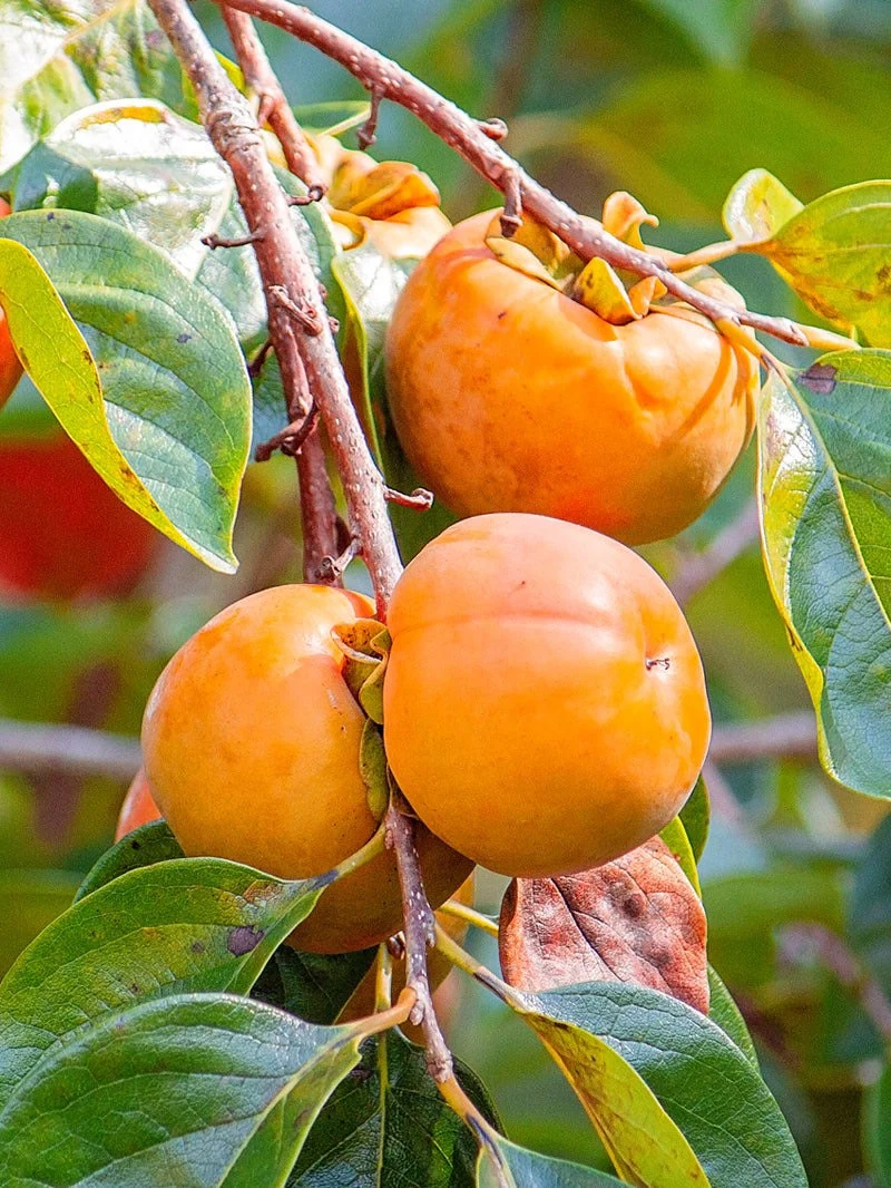 Persimmon tree - IMOTO FUYU (non astringent) 2-3 ft tall #5 pot Diospyros kaki - £123.56 GBP