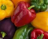 Rainbow Bell Pepper Seeds Mix 30 Red Orange Purple Yellow White Fast Shi... - $8.99