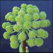 30 Angelica Archangelica Officinalis Edible Archangel Holy Ghost Herb Seeds Fres - $14.60