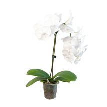 Orchid 'White Phalaenopsis'-5" Pot - $1,218.11 MXN