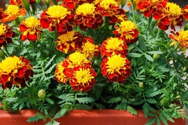 35 French Marigold Champion Harmony Maroon &amp; Yellow  Seeds Annual Flower - £14.35 GBP