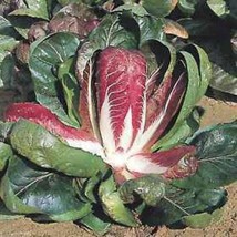 100 Rossa Di Verona Radicchio / Endive Italian Cichorium Intybus Vegetab... - $11.60