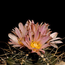 NEW 10 pcs Echinocereus Knippelianus var Kruegeri‏ Seeds FRESH SEEDS - £7.89 GBP