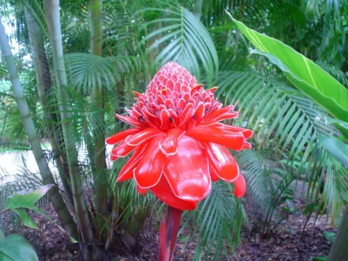 Etlingera Elatior 15 Seeds Ornamental Tropical PINK Torch Ginger Perenni... - £8.27 GBP