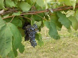 Black Manukka Seedless Grape Vine 1 Gallon Live Plant Home Garden Easy to Grow - £26.86 GBP