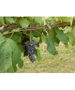 Black Manukka Seedless Grape Vine 1 Gallon Live Plant Home Garden Easy to Grow - $33.90