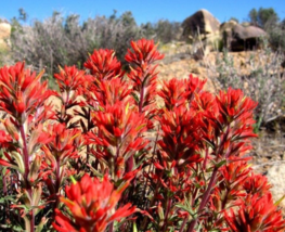 10 Pc Seeds Indian Paintbrush Plant, Castilleja coccinea Seeds for Plant... - £14.78 GBP