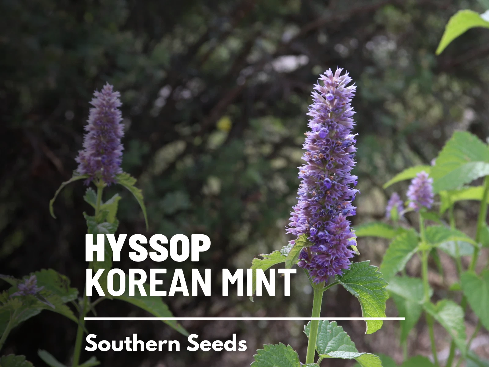 Korean Mint - 25 seeds - Medicinal Herb -Butterfly friendly (Agastache r... - $14.82