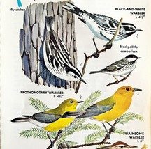 Warbler Varieties And Types 1966 Color Bird Art Print Nature #1 ADBN1o - $19.99