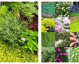 200 Seeds Mix Ground Cover Plants Lazy Lawn Alternatives - $44.93