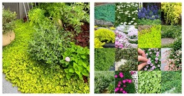 200 Seeds Mix Ground Cover Plants Lazy Lawn Alternatives - $44.93