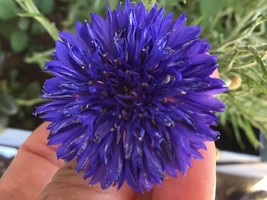 Cornflower Seeds “ Blue Boy ”+FREE PKT Of cornflower FREE Garden Tag - £6.29 GBP