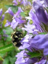 500 Great Blue Lobelia Upright Lobelia Siphilitica Flower Seeds Fresh Garden - $11.00