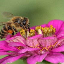 Feed the Bees Seeds wildflower mix big ounce bulk pack colorful annuals easy per - $17.68