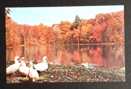 Twin Lakes Bushkill Falls Ducks Route 209 PA Fall Autumn Foliage Postcard c1970s - £4.77 GBP