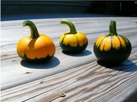 Grow In US 10 Batwing mix Pumpkin seeds Halloween Novelty Grown in  - £8.19 GBP