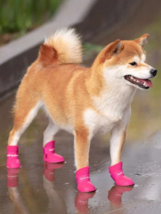 4pcs Waterproof Pet Shoes For Cat And Dog  Anti-slip - £6.72 GBP+