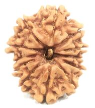 12 Mukhi rudraksha - 25.52 mm - Nepal - IGL Certified - $123.75