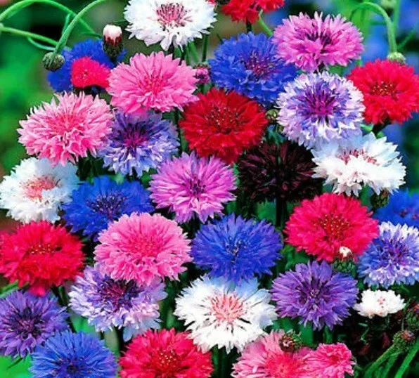 50 Bright Mix Bachelor&#39;s Button Seeds Annual Seed Flower Flowers Garden 586  - £12.82 GBP