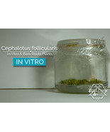 Cephalotus follicularis In Vitro (Tissue Culture)  Albany pitcher plant - £18.06 GBP