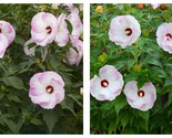 NEW HIBISCUS &#39;BALLET SLIPPERS&#39; Rose Mallow Perennial Plant Garden - £43.22 GBP