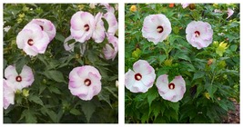 NEW HIBISCUS &#39;BALLET SLIPPERS&#39; Rose Mallow Perennial Plant Garden - £43.09 GBP