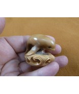(tb-whal-36) baby Beluga Whale Tagua NUT palm figurine Bali carving love... - $74.79 CAD
