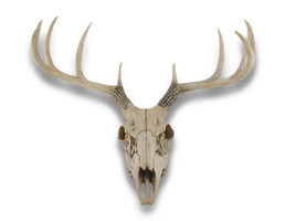 Scratch &amp; Dent 10 Point Buck Deer Skull Bust Wall Hanging - £39.68 GBP