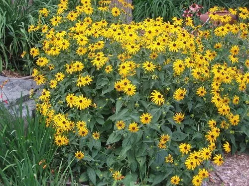 Black Eyed Susan Nice Flower Bulk 26,000 Seeds Garden Fresh USA Shipping - $27.75