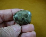 (F830-42) 1-1/4&quot; polished Petoskey stone ANCIENT coral specimen MI state... - £11.81 GBP