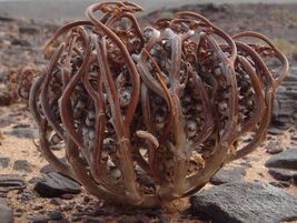 Anastatica hierochuntica 10 seeds Rose of Jericho, resurrection plant - $265.16 MXN