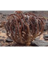 Anastatica hierochuntica 10 seeds Rose of Jericho, resurrection plant - $261.22 MXN