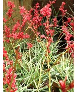 SDC Hesperaloe Parviflora Exotic Succulent Bell Flower Yucca Aloe Seed 2... - €17,75 EUR