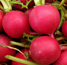 USA SELLER German Giant Radish Large Red Globe Radishes Crimson Vegetabl... - $11.95